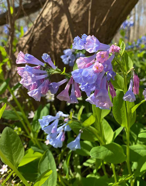 Pulmonaria saccharata `Mrs Moon`